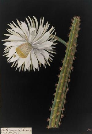 Artwork Title: Cactus Grandiflorus, melon thistle