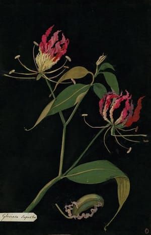 Artwork Title: Gloriosa Superba (Hexandria Monogynia)