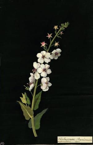 Artwork Title: Verbascum Phoeniceum, Purple mullein