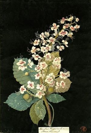 Artwork Title: Aeschelus Hippocastanum (Heptandria Monogynia), Horse Chestnut