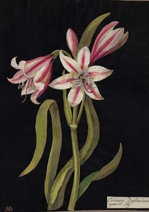 Artwork Title: Crinum Zeylanicum (Hexandria Monogynia), Asphodil Lilly