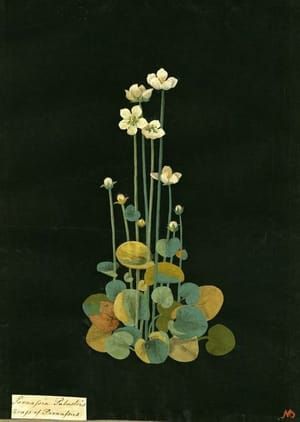 Artwork Title: Untitled