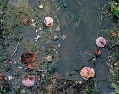 Artwork Title: Fallen N° 89