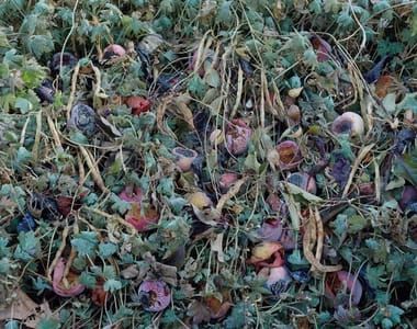 Artwork Title: Fallen N° 426