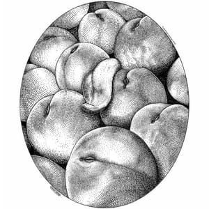 Artwork Title: More Juicy Fruits