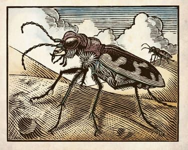 Artwork Title: Cicindela formosa