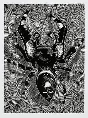 Artwork Title: Phidippus audax