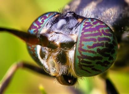 Artwork Title: A black soldier fly