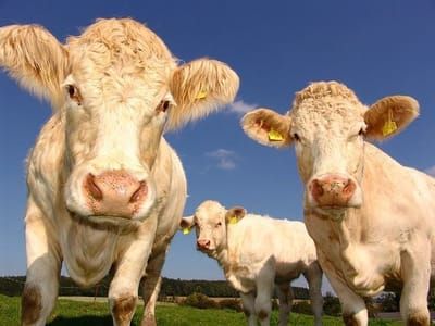 Artwork Title: Cows
