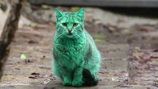 Artwork Title: Gato Verde