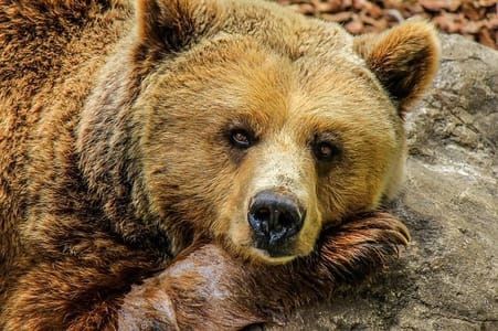Artwork Title: Urso