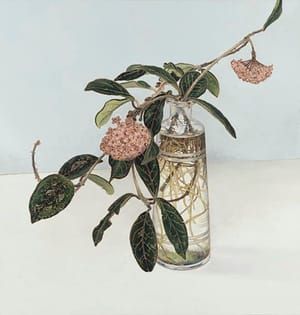 Artwork Title: Hoya Still Life