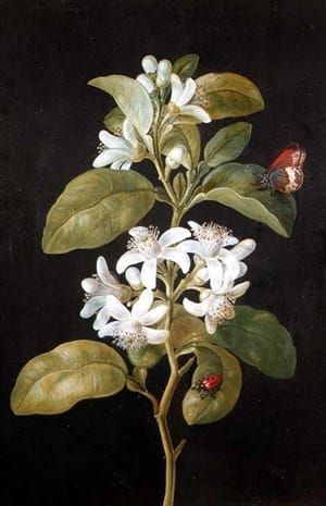 Artwork Title: Pear Flower