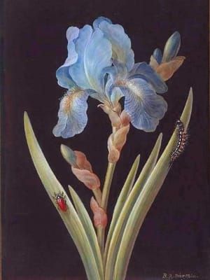 Artwork Title: Blue Iris (germanica) caterpillar and red backed beetle