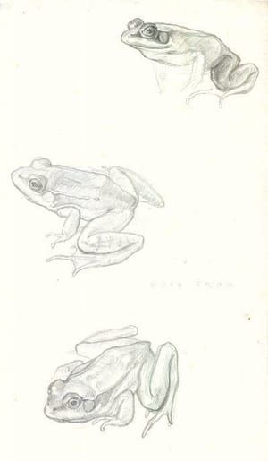 Artwork Title: Frog Study