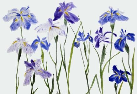 Artwork Title: Irises