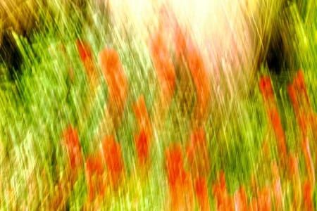 Artwork Title: Coquelicots