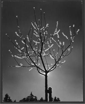 Artwork Title: Hoarfrost