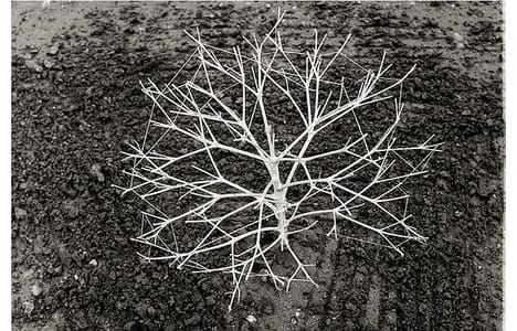 Artwork Title: Metaphor for Dandelion