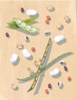Artwork Title: Deep Run Roots: Beans