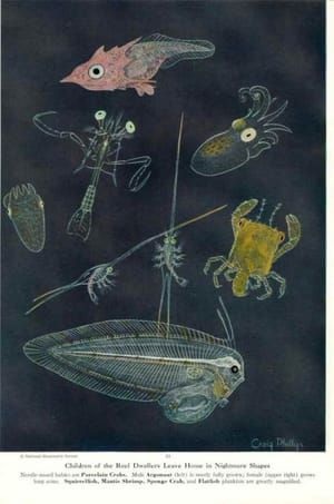Artwork Title: Children of the Reef Dwellers Leave Home in Nightmare Shapes