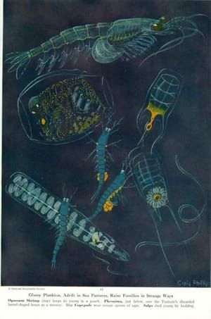 Artwork Title: Glassy plankton, Adrift in Sea Pastures, Raise Families in Strange Ways