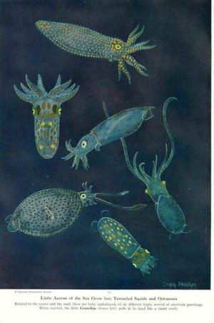 Artwork Title: Little Acorns of the Sea Grow into tentacled Squids and Octopuses