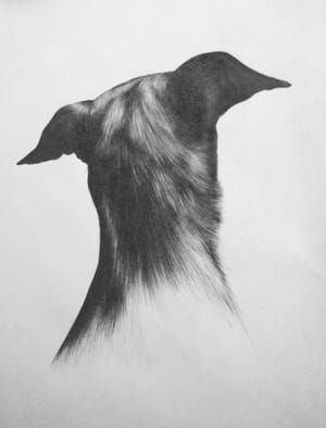 Artwork Title: Reversed Portrait Pencil Series: Dog
