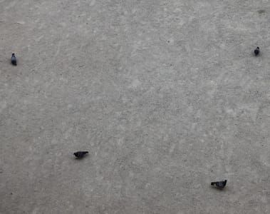 Artwork Title: Pigeons cardinaux