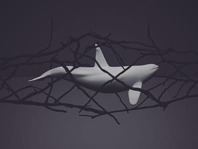 Artwork Title: Orca