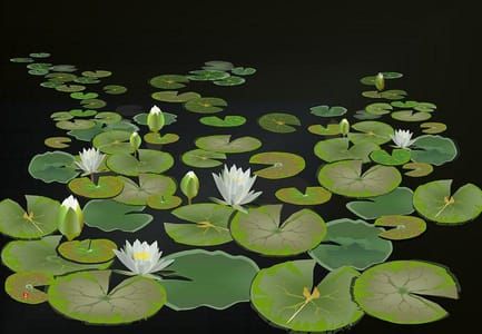 Artwork Title: Water lily　 　Ｎｙｍｐｈａｅａ