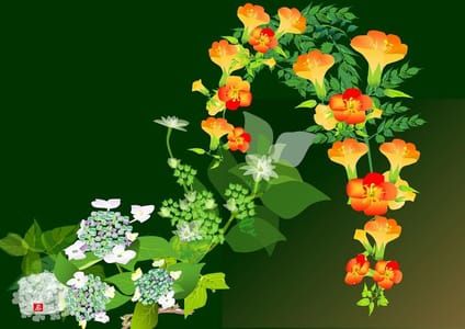 Artwork Title: ノウゼンカズラとガクアジサイ　Campasis grandiflora and Hydrangea macrophylla