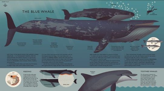 Artwork Title: Curiositree: The Blue Whale