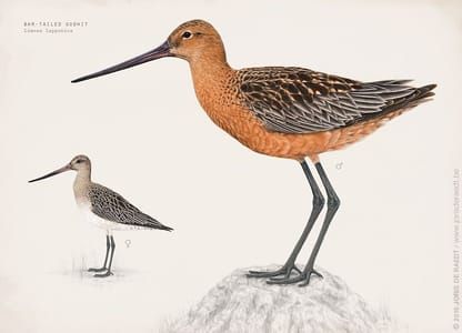 Artwork Title: Bar-Tailed Godwit
