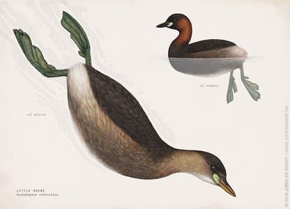 Artwork Title: Little Grebe