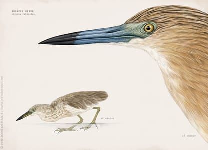Artwork Title: Squacco Heron