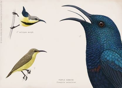 Artwork Title: Purple Sunbird