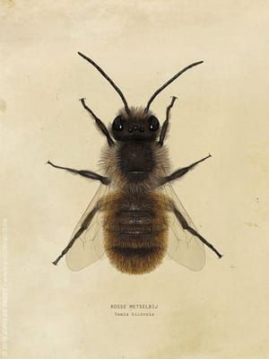 Artwork Title: Red Mason Bee (Osmia bicornis)