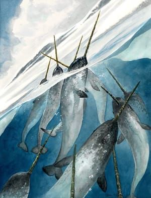 Artwork Title: Narwhals