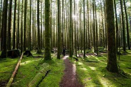 Artwork Title: The Path Less Traveled