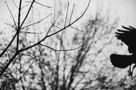 Artwork Title: Homeward Dark Angel