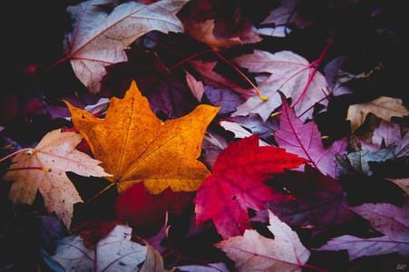 Artwork Title: Fallen Colors