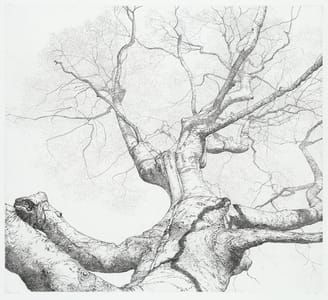 Artwork Title: Beuk I