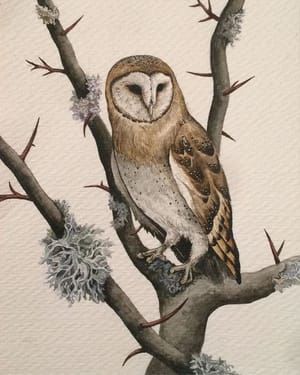 Artwork Title: Crataegus oxyacantha