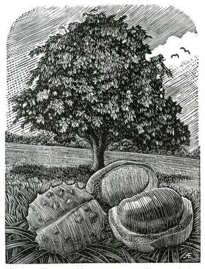 Artwork Title: Illustration from In Conker Time