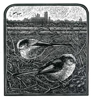 Artwork Title: Long-Tailed Tits