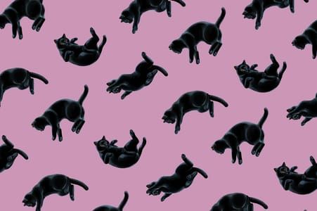 Artwork Title: Falling Cats