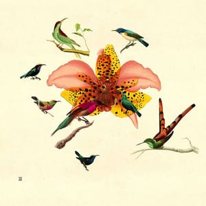 Artwork Title: Mother of all Birds and Orchids
