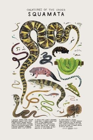 Artwork Title: Creatures of the Order Squamata