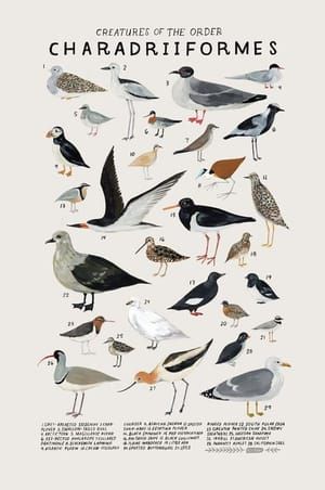 Artwork Title: Creatures of the Order Charadriiformes